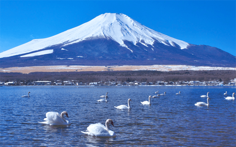 山中湖の湖畔より富士山を望む